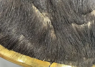 Peau de panache avec trace d'usure du casque d'officier
